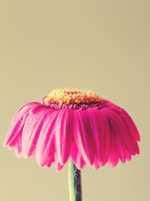 gerbera-1083067_1280 (1)